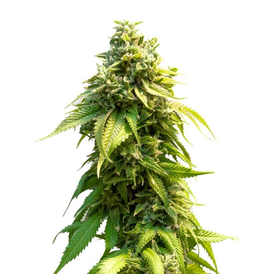 Pineapple Express Seeds CBM-FEMinized - Fly High Seeds
