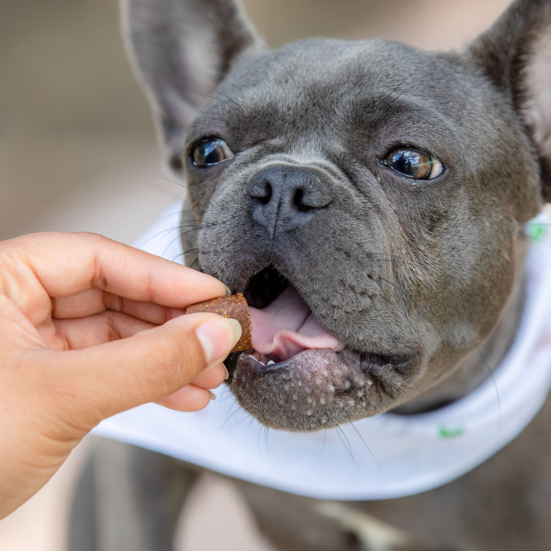 Probiotics For Dogs [Soft Chews] - HolistaPet