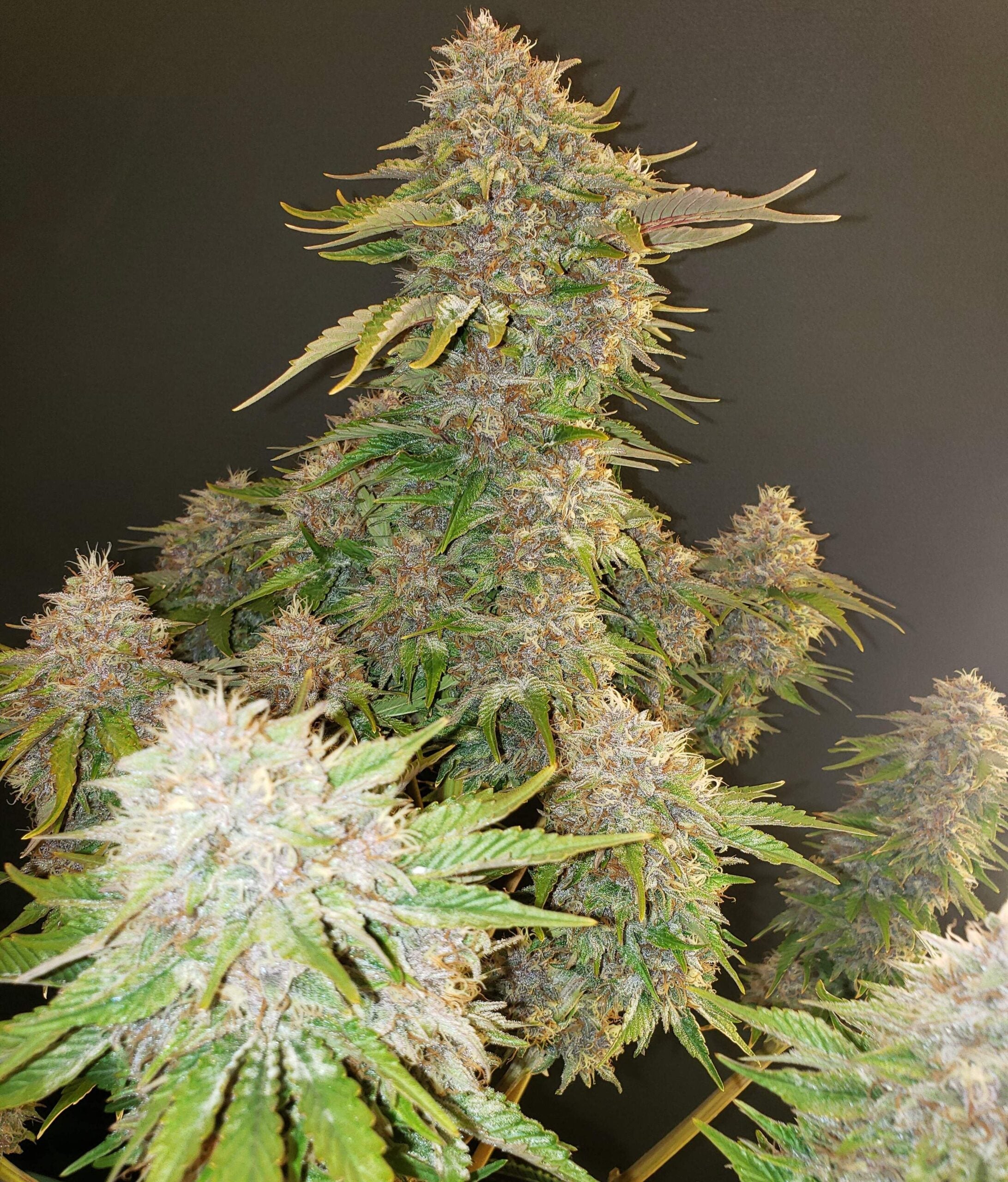 Strawberry Cough Seeds CBM-FEMinized - Fly High Seeds