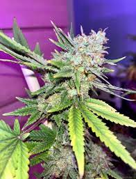 Super Silver Haze Seeds CBM-FEMinized - Fly High Seeds