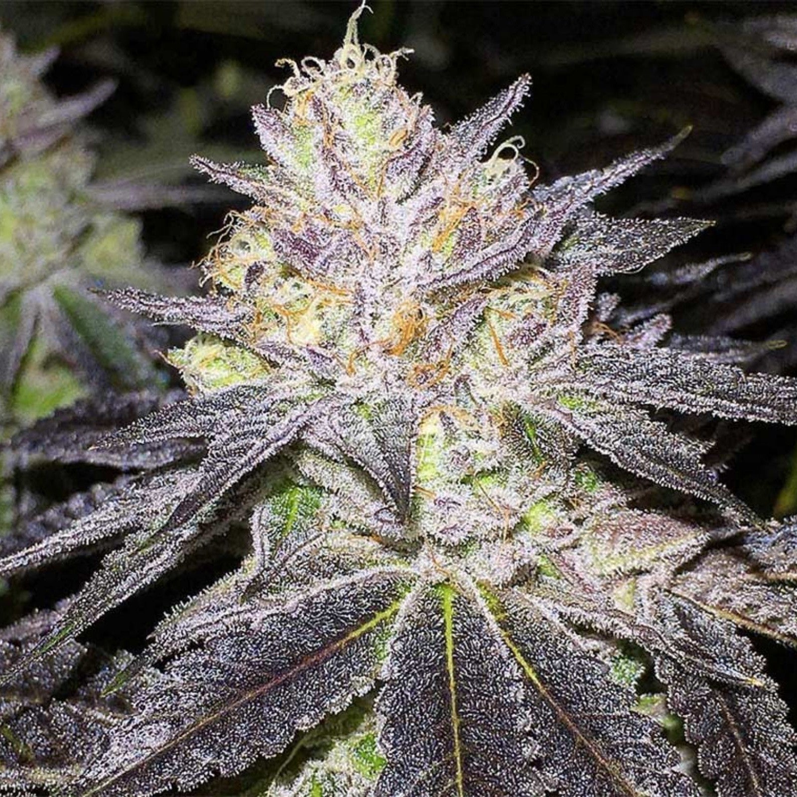Wedding Cake Seeds CBM-CBM-AUToflower - Fly High Seeds