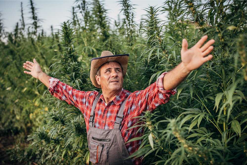 American-grown Hemp