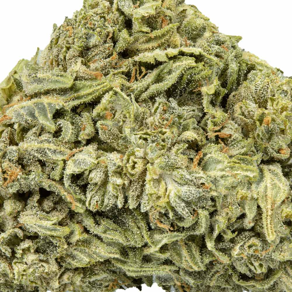 CBD Flower Pre Rolls John Snow Closeup