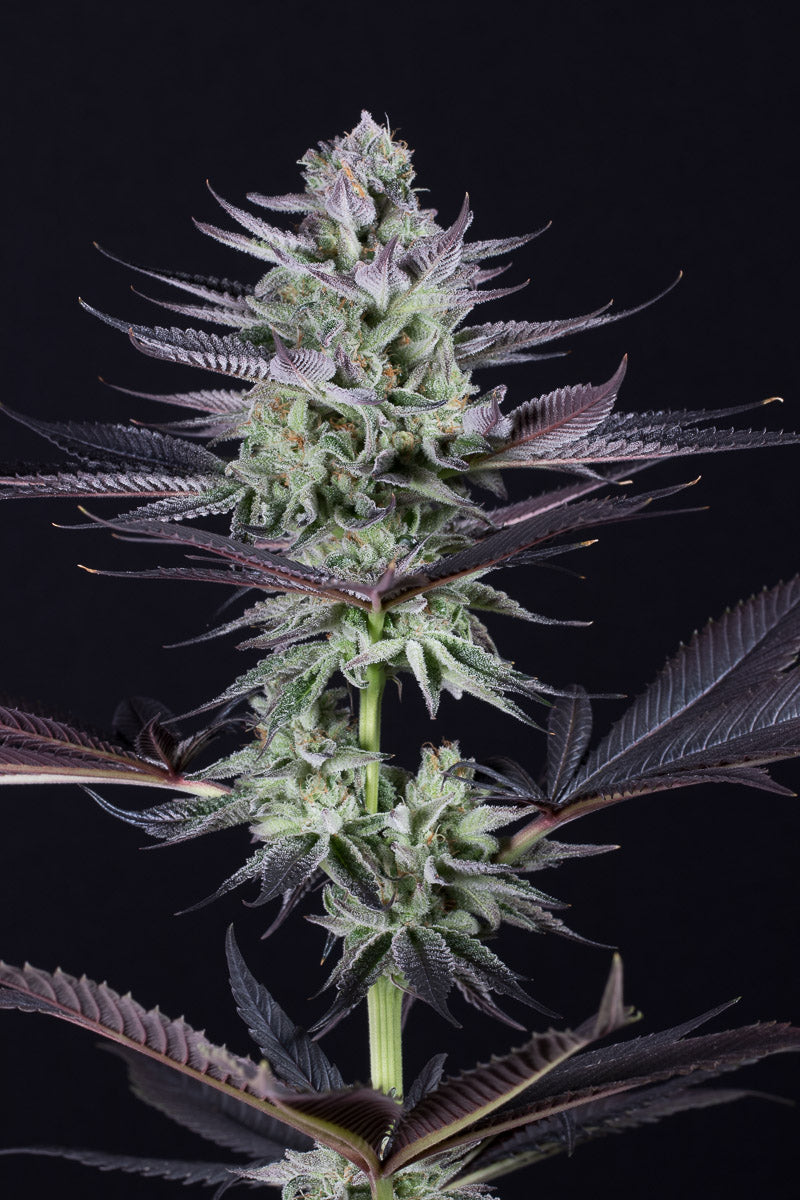 Blueberry Seeds Feminized - Fly High Seeds