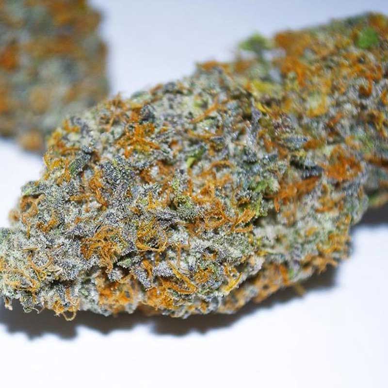 Gelato 41 Seeds Feminized - Fly High Seeds