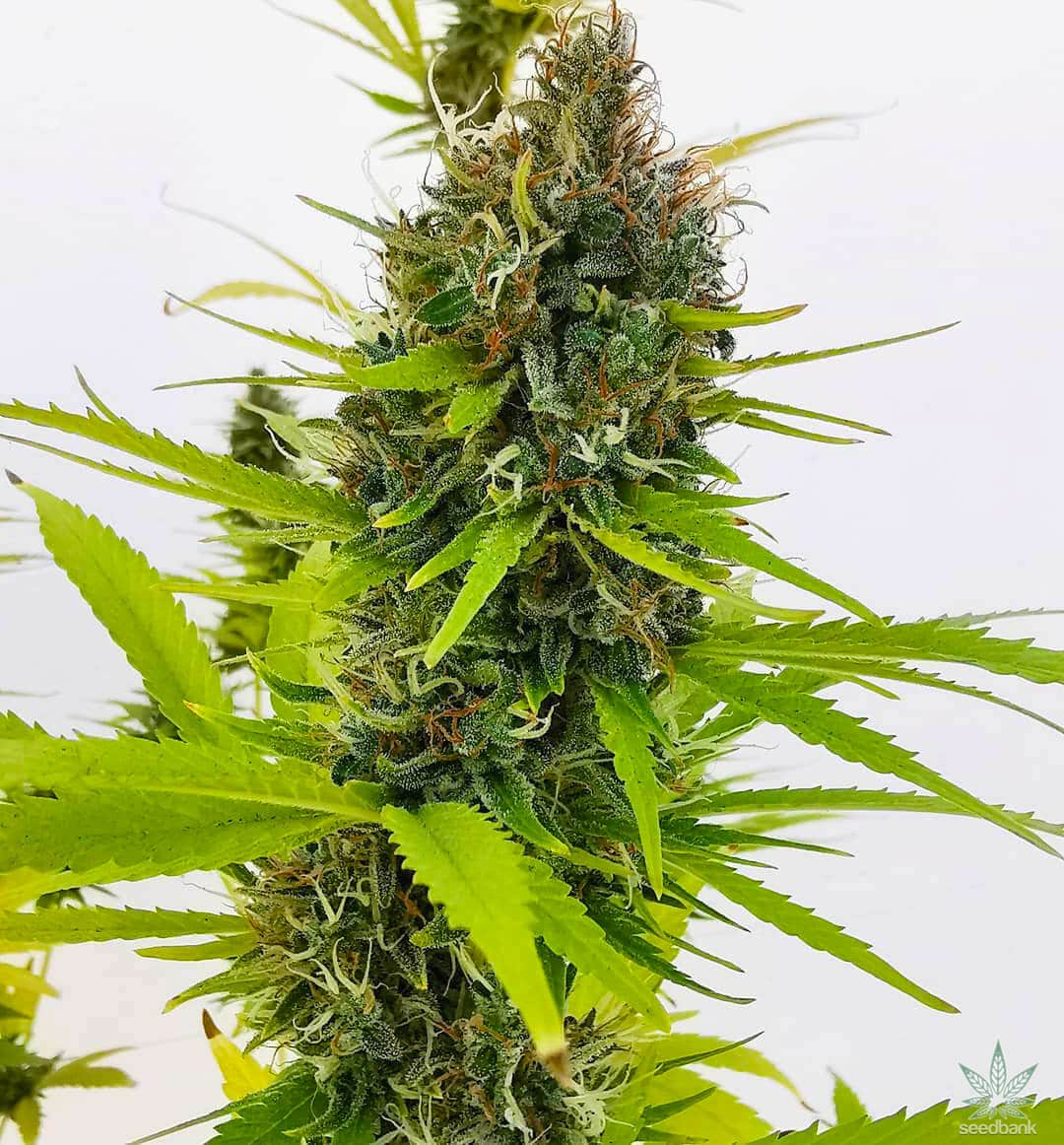 Northern Lights Seeds CBM-CBM-AUToflower - Fly High Seeds