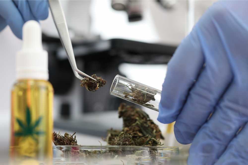 Why Buy THC-p From Cheef Botanicals?