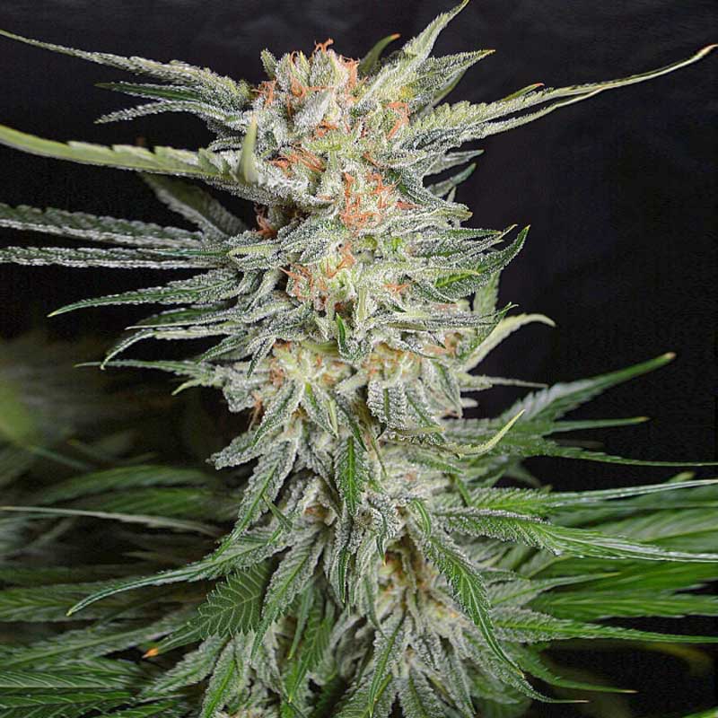 Kosher Kush Seeds Feminized