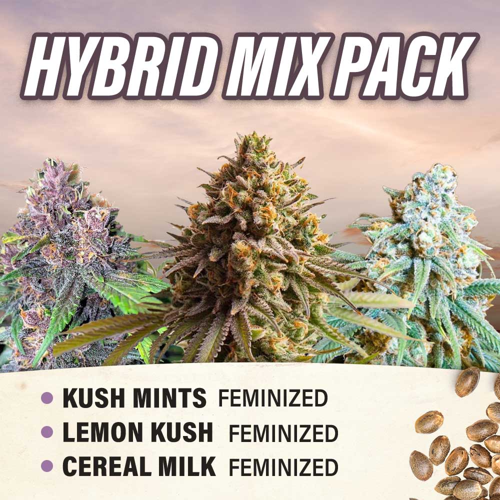 Hybrid Mix Pack Feminized
