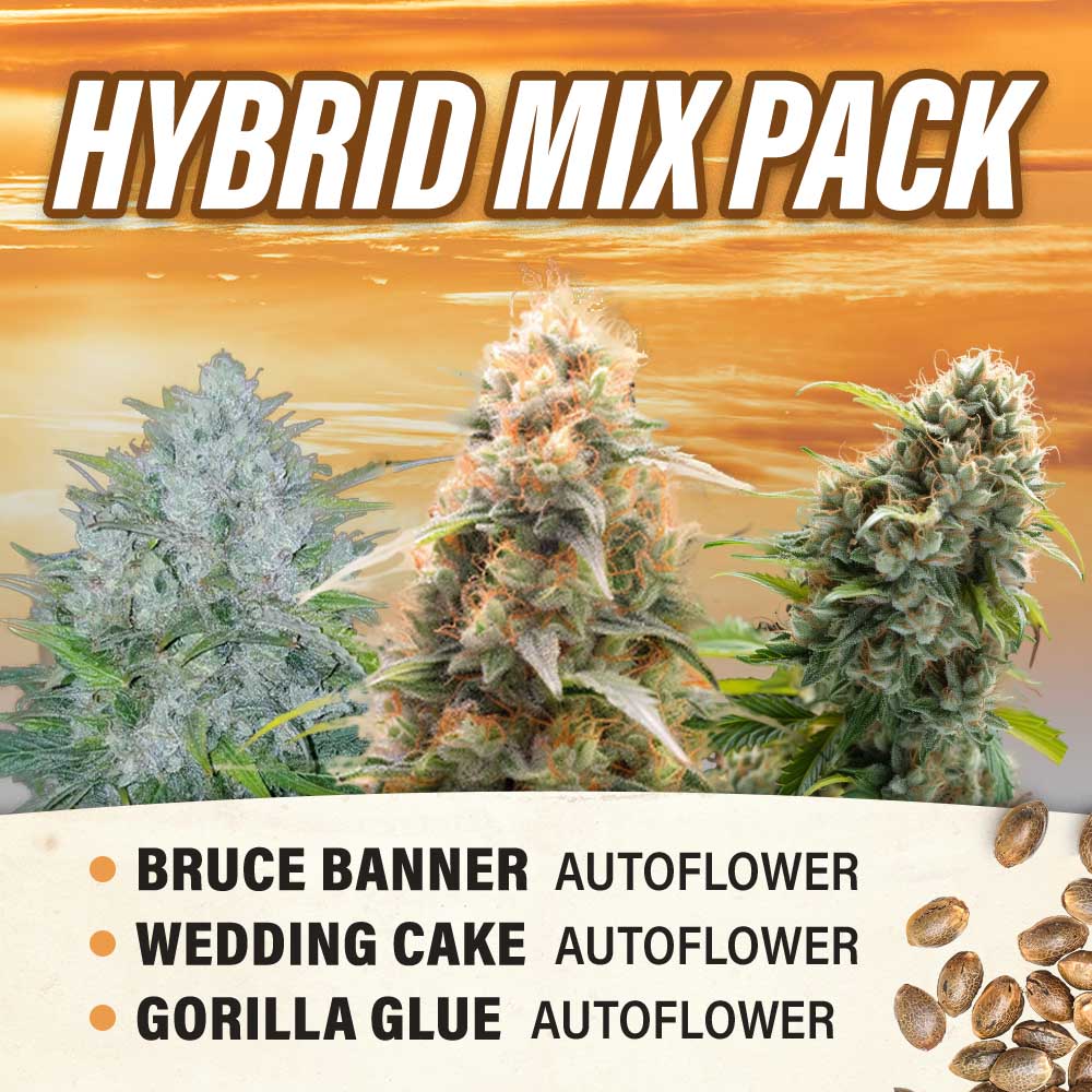 Hybrid Mix Pack Autoflower