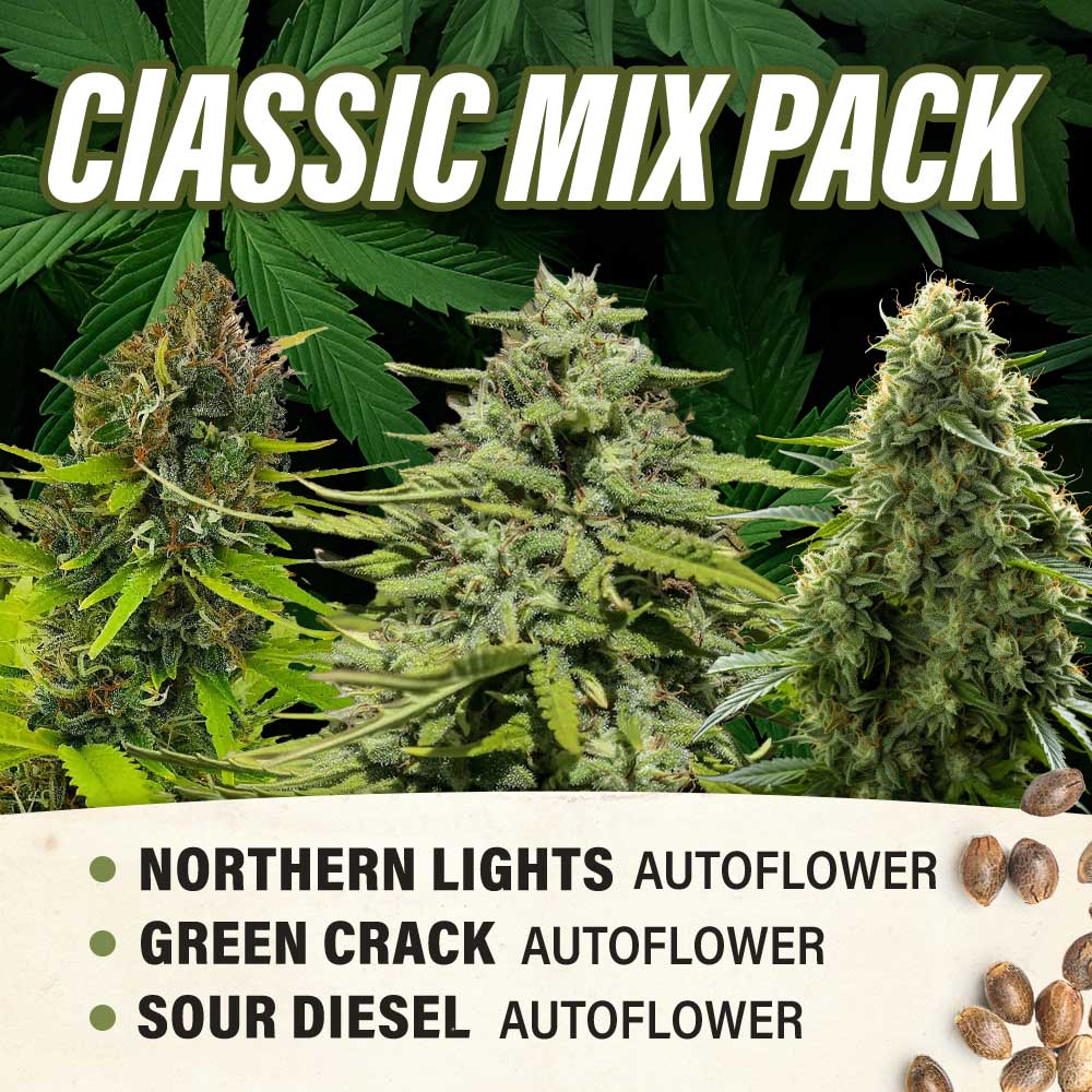 Classics Mix Pack - Autoflower - Fly High Seeds
