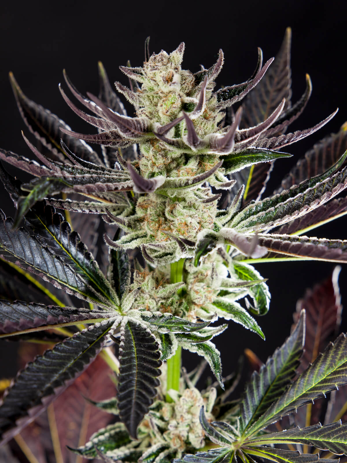 Dosido Seeds Feminized - Fly High Seeds
