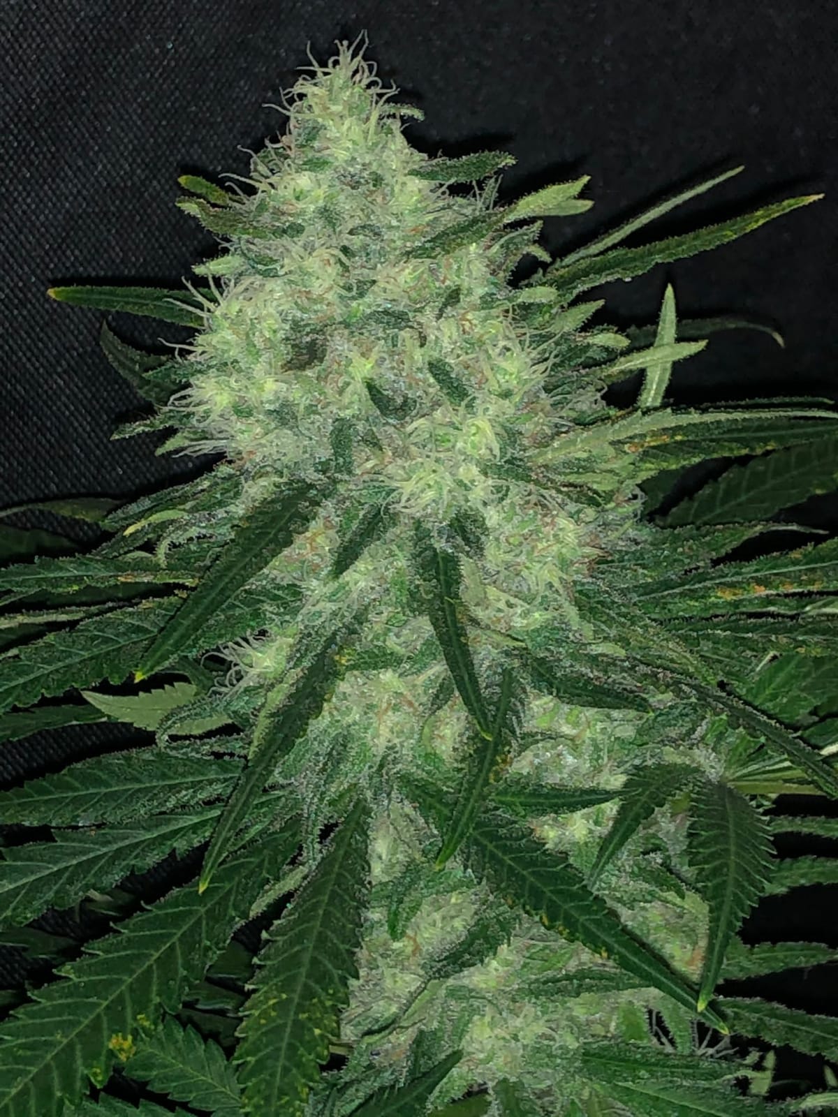 Wedding Cake Seeds CBM-CBM-AUToflower - Fly High Seeds