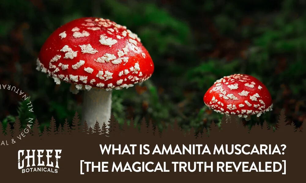What Is Amanita Muscaria?
