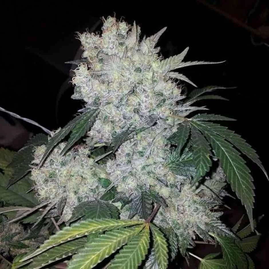 White Widow Seeds CBM-FEMinized - Fly High Seeds